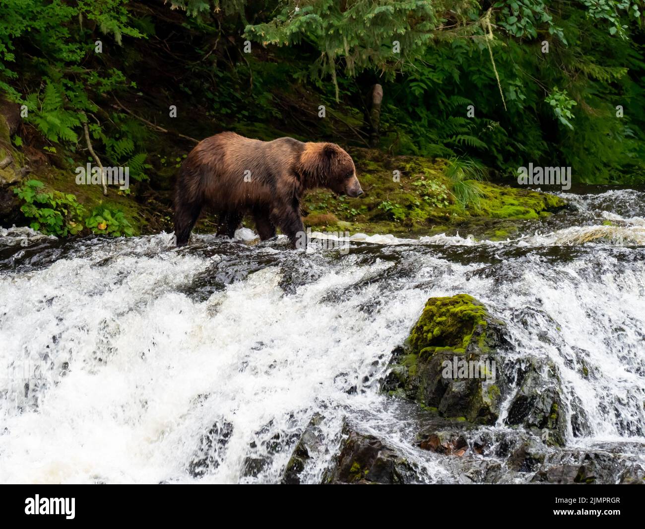 Oso marrón, arctos de Ursus, la captura de salmón en un río en el sudeste de Alaska, EE.UU Foto de stock