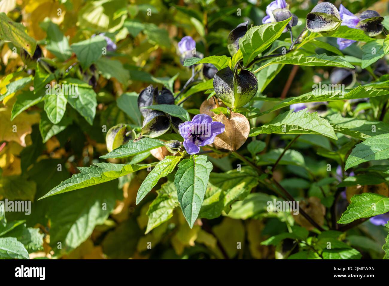 Una flor azulada con marcas más oscuras alrededor del centro de una planta de la mosca del shoo, Nicandra physaloides. Detrás de la flor se puede ver el verde y bl Foto de stock