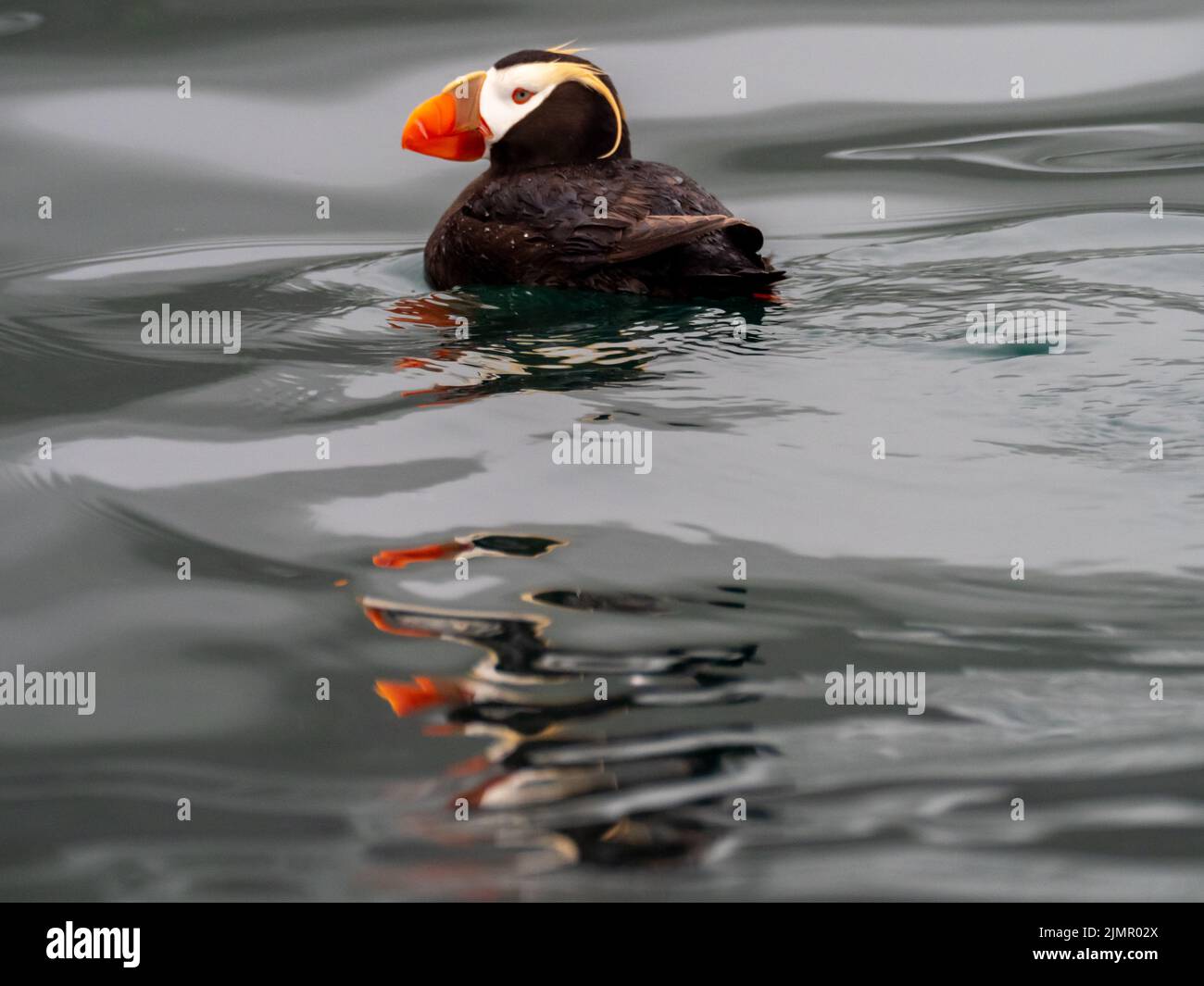 Puffin, Fratercula cirrhata, sobre el océano en el sudeste de Alaska Foto de stock