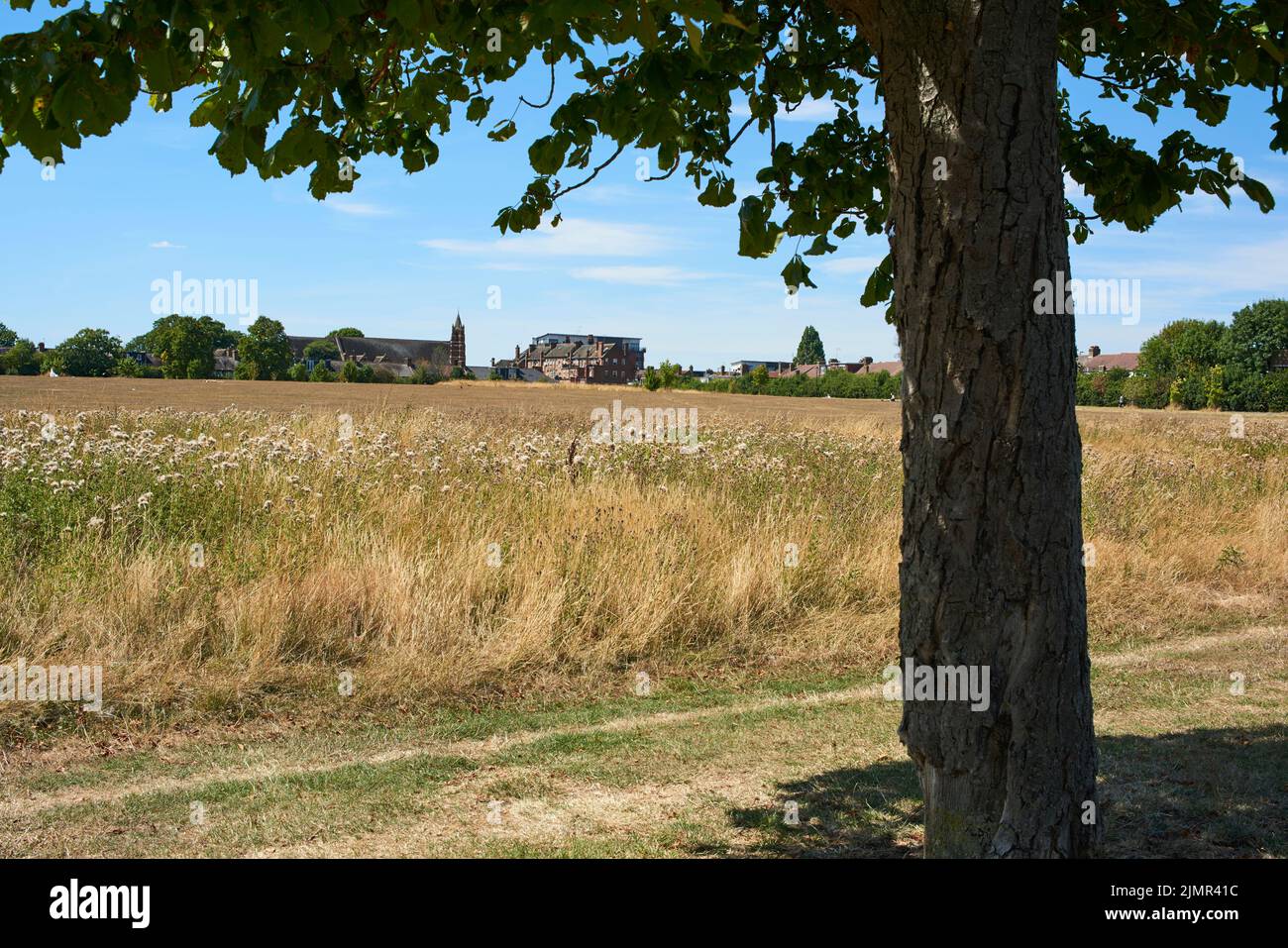 Terreno recreativo Lordship, Tottenham, al norte de Londres, Reino Unido, durante la sequía de agosto de 2022 Foto de stock