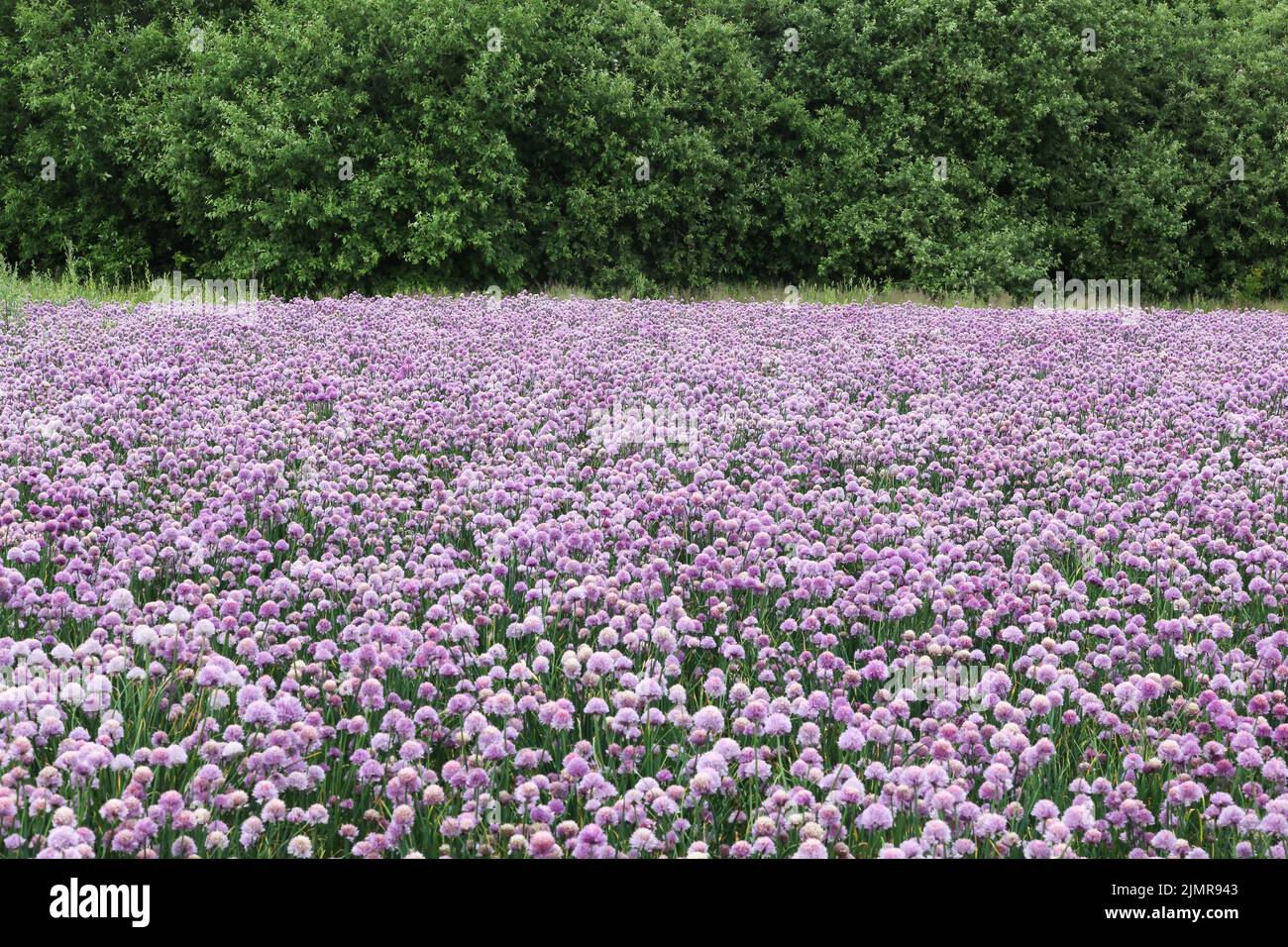 Campo de cebolla en flor en Dinamarca Foto de stock