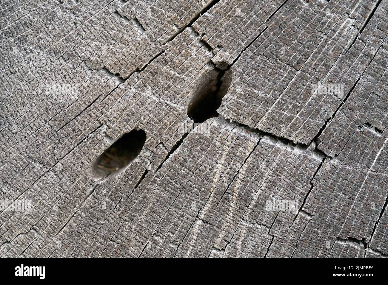 Túneles de alimentación de un gran escarabajo capricornio, Cerambyx cerdo, en la madera de un roble pedunculado Foto de stock