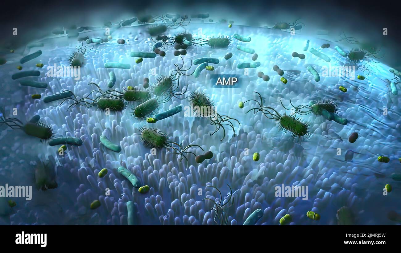 Células linfoides innatas en la inmunidad de la mucosa Fotografía de