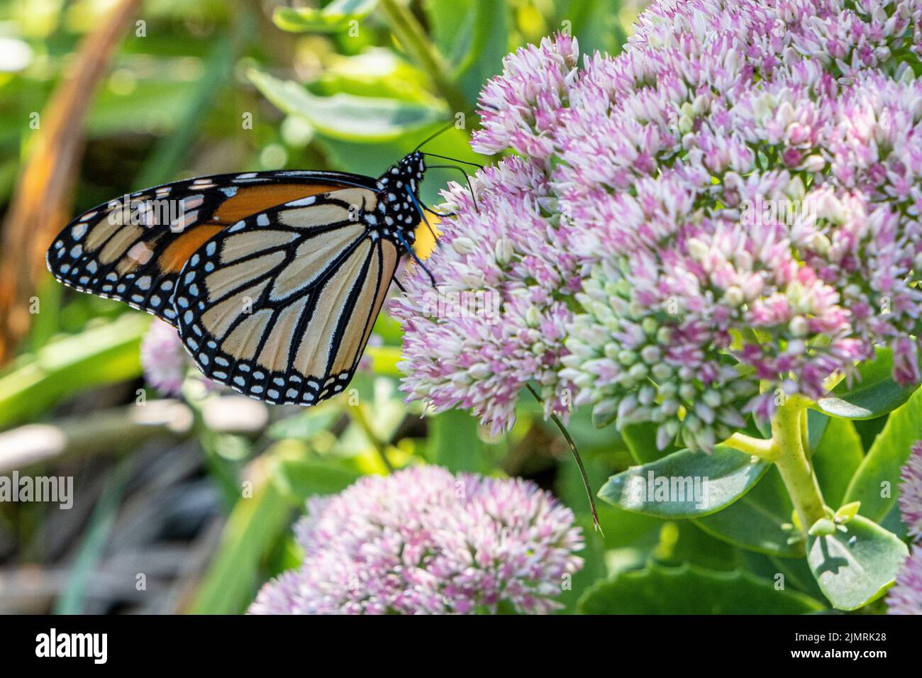 Una mariposa monarca en una planta de almeja Foto de stock