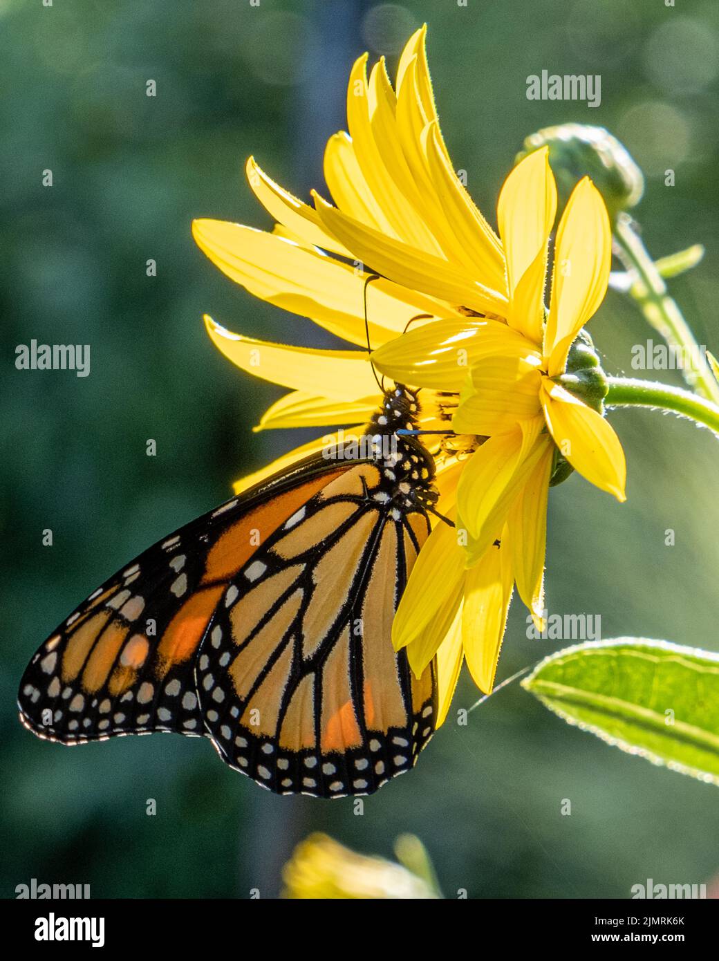 Una mariposa monarca sobre una margarita amarilla Foto de stock