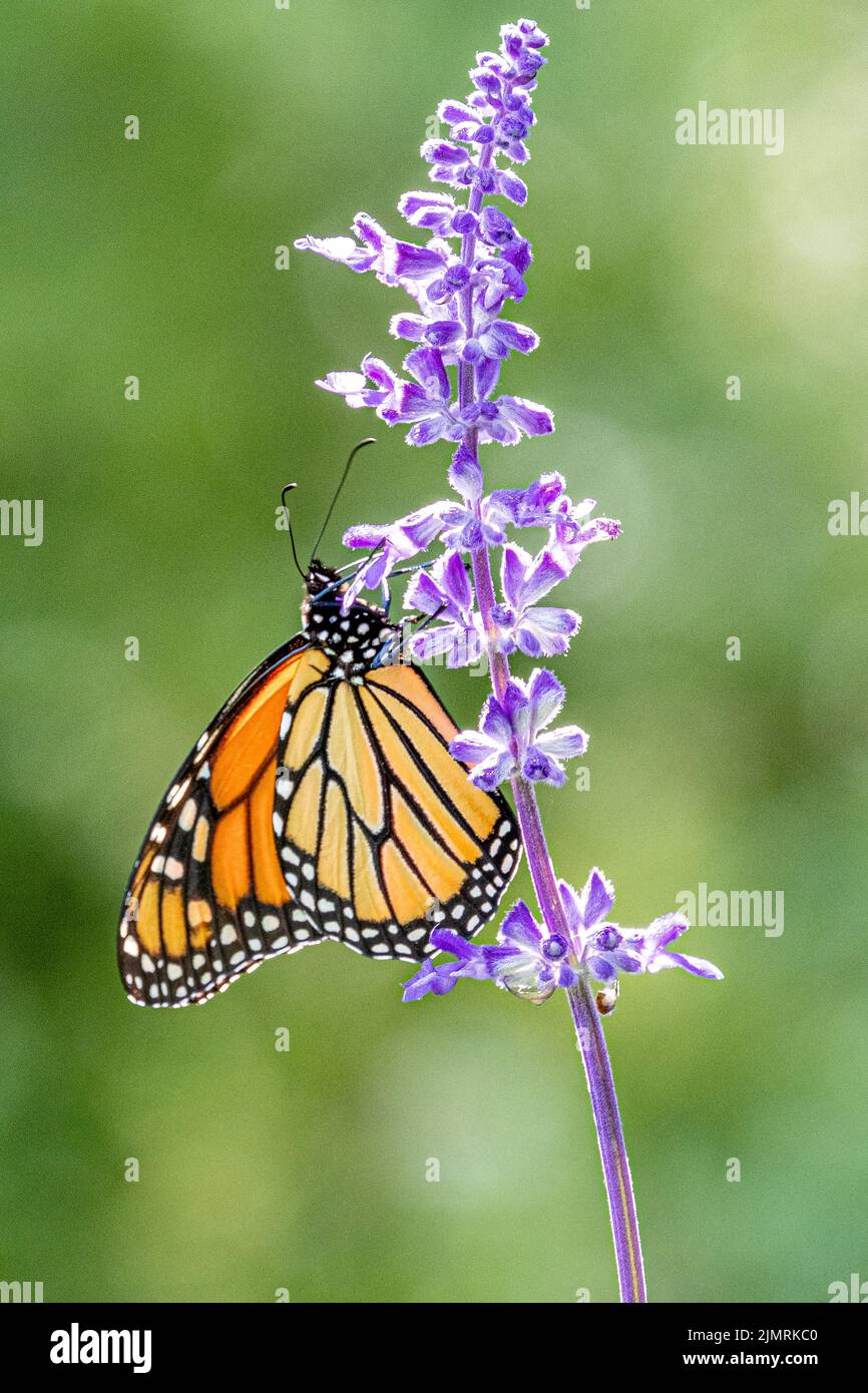 Una mariposa monarca sobre una flor silvestre Foto de stock