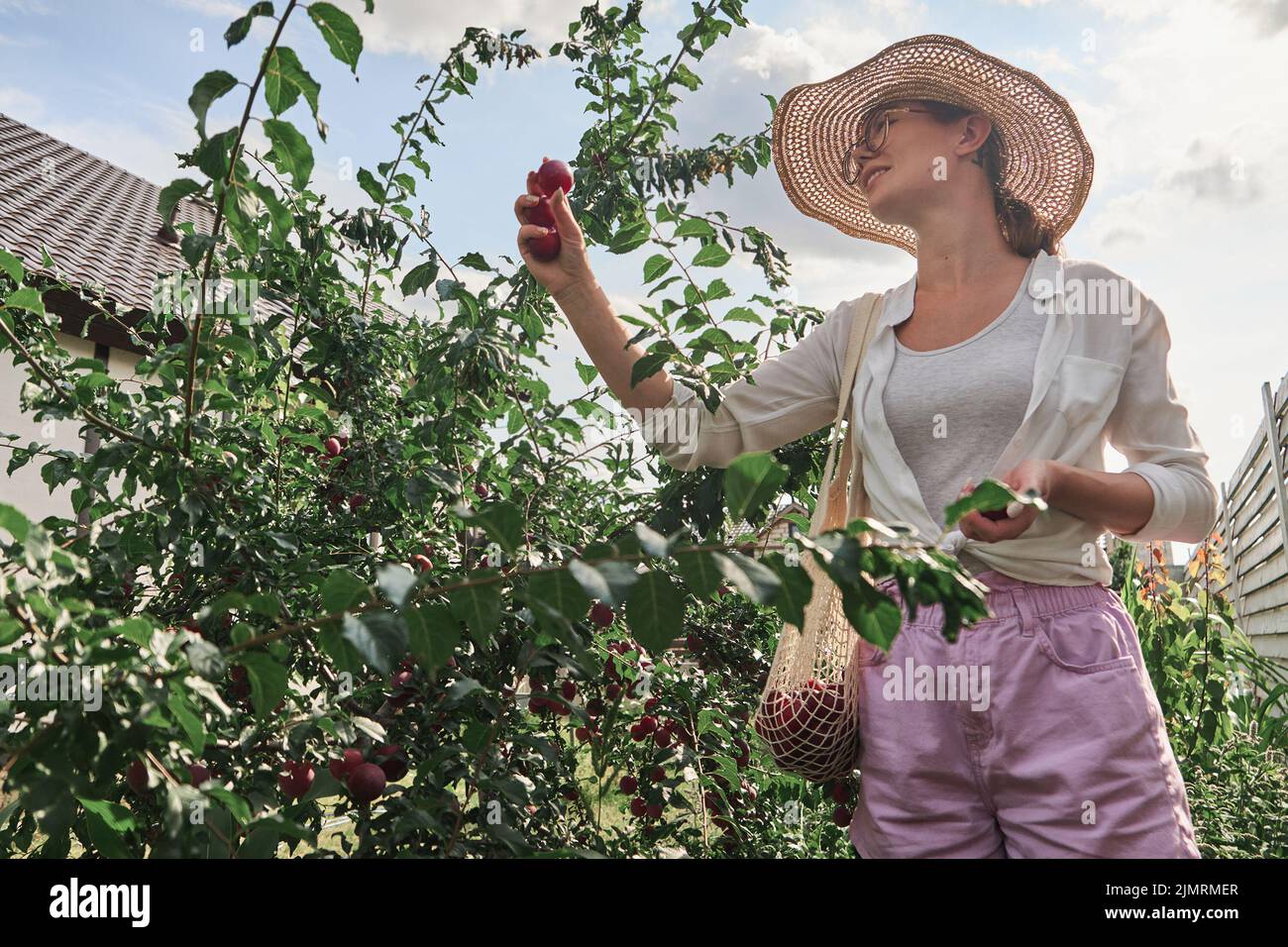 Joven jardinero recoger ciruelas en cadena eco bolsa de malla en el jardín de su familia patio trasero Foto de stock
