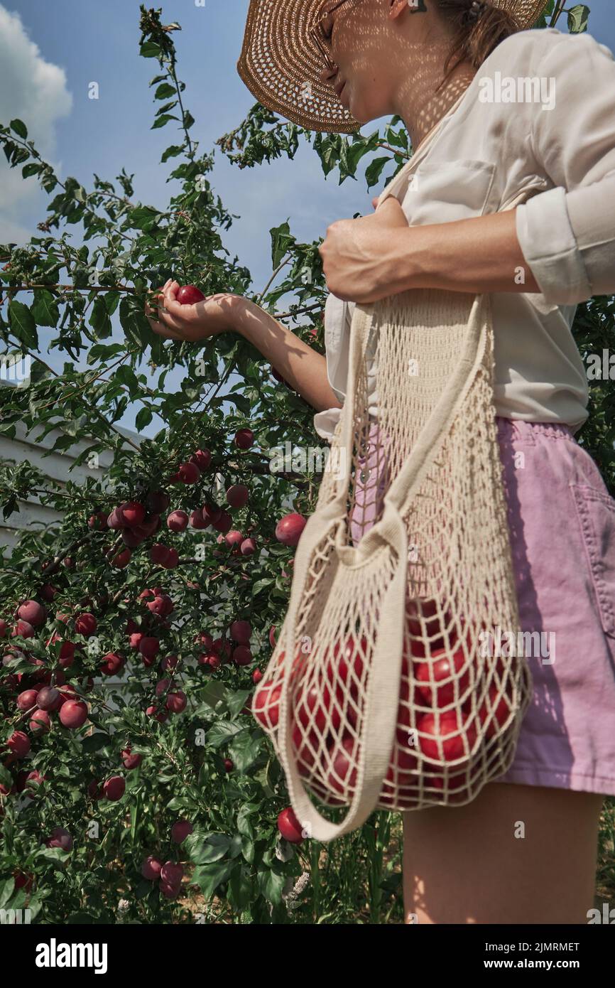 Joven jardinero recoger ciruelas en cadena eco bolsa de malla en el jardín de su familia patio trasero Foto de stock