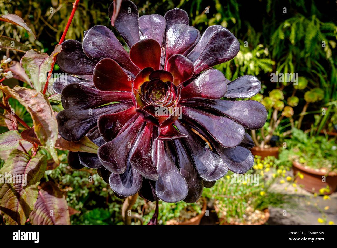Aeonium Arboreum «Zwartkop» (Rosa Negra) suculento Foto de stock