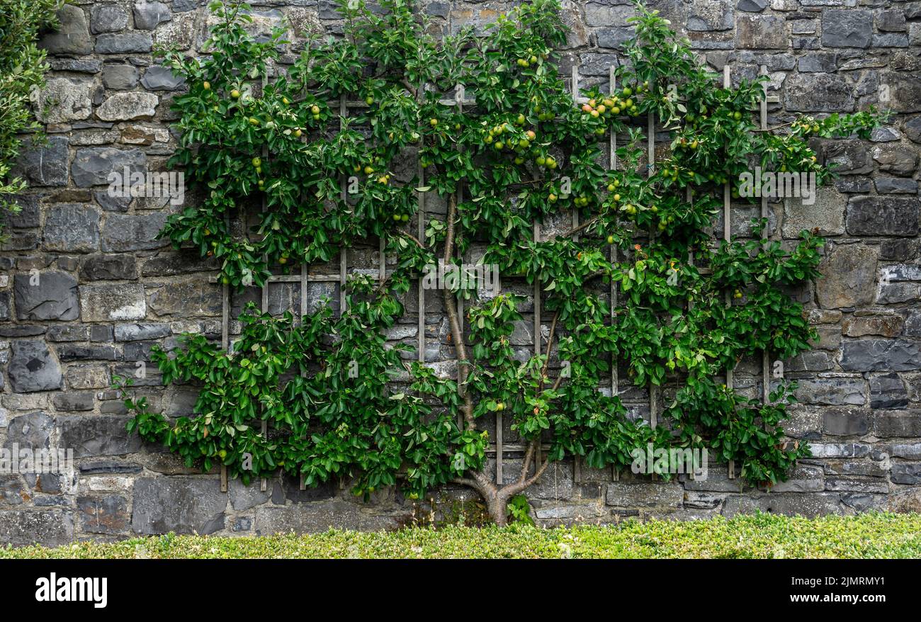un árbol de manzana entrenado en espalier, con manzanas madurando creciendo contra una vieja pared de ladrillo. Foto de stock