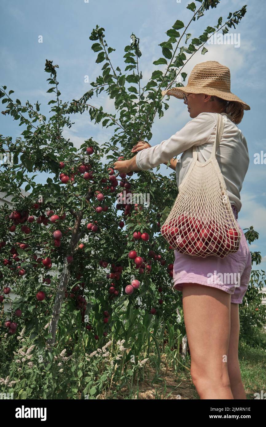 Joven jardinero recoger ciruelas en bolsa de cuerda en su jardín de patio trasero de la familia Foto de stock