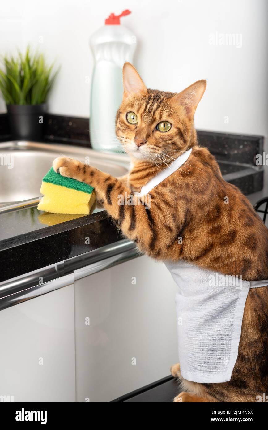 Gracioso gato doméstico sostiene una esponja con su pata y va a lavar los  platos. Disparo vertical Fotografía de stock - Alamy