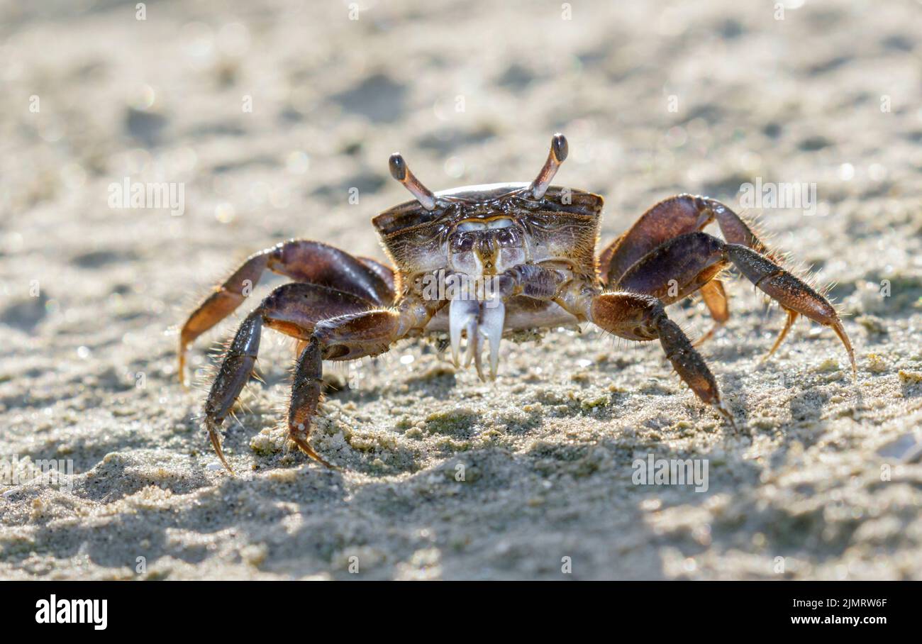 Cangrejo Fiddler de agua salobre (Uca minax) hembra en la playa del océano, Galveston, Texas, EE.UU. Foto de stock