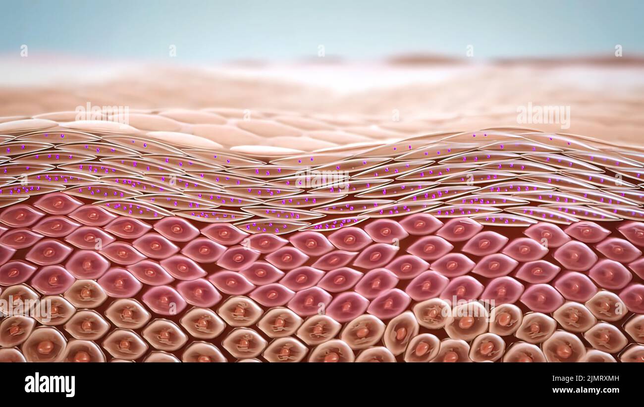 Gotas de loción para la piel seca. 3D Ilustración médica Representación de la hidratación de la piel Foto de stock