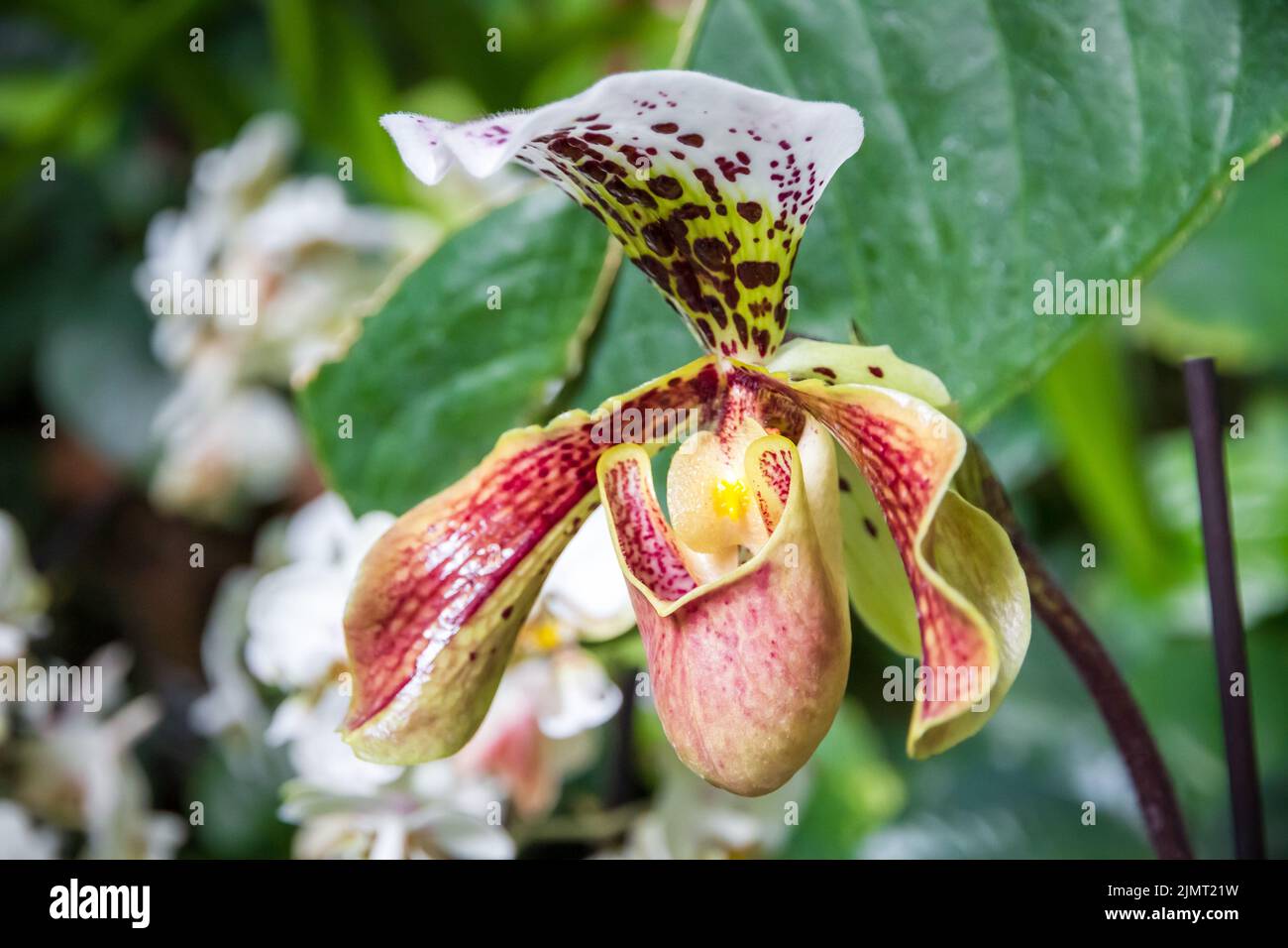 Orquidea americana fotografías e imágenes de alta resolución - Alamy