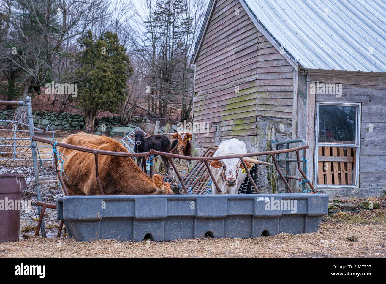 Una antigua granja en Barre, MA - las vacas se alimentan Foto de stock