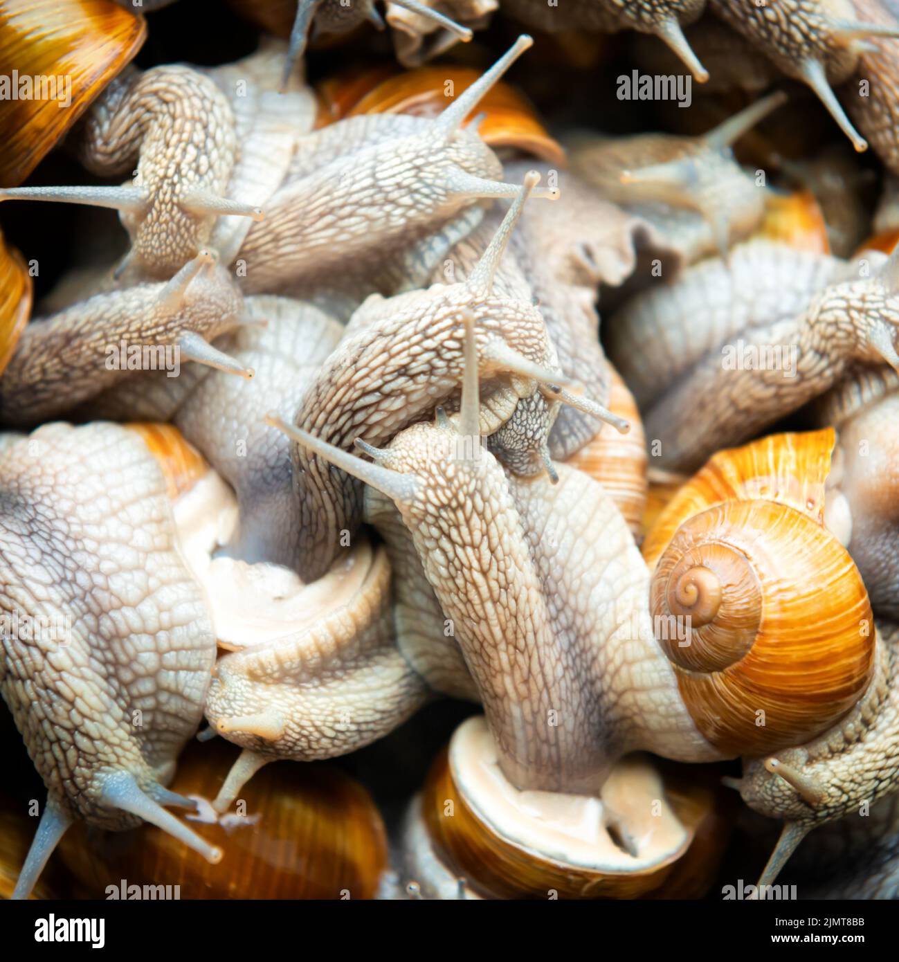Muchos caracoles en la granja de caracoles Foto de stock