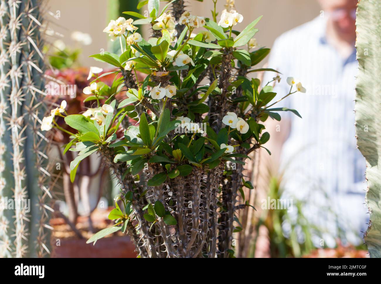 Primer plano de una planta nativa de Madagascar o planta de corona de espinas , Euphorbia milii Des Moul ) en exhibición en el RHS Hyde Hall Flower Show, agosto de 2022. Foto de stock
