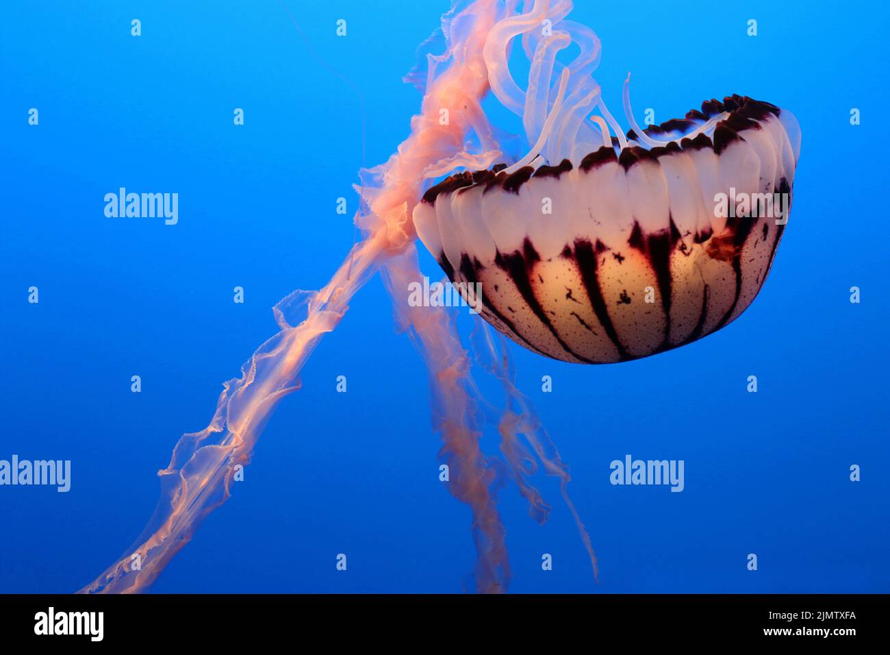 Hermosa, delicada jalea púrpura-rayada, tentáculos largos, iluminados con un resplandor interior. También conocida como ortiga de mar a rayas púrpura. Foto de stock