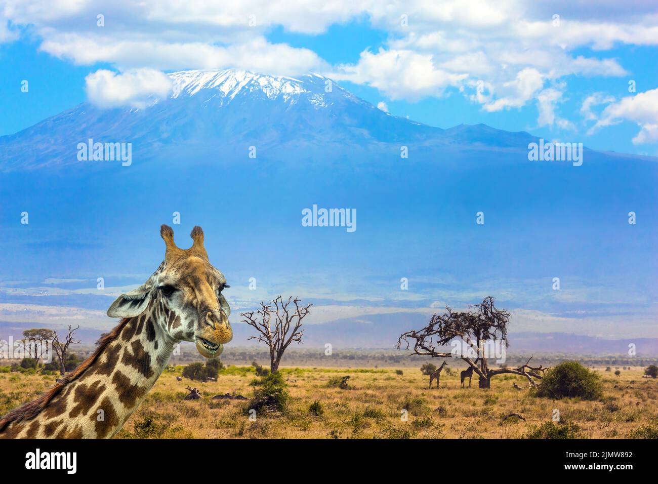 Divertida jirafa a los pies de Kilimanjaro Foto de stock