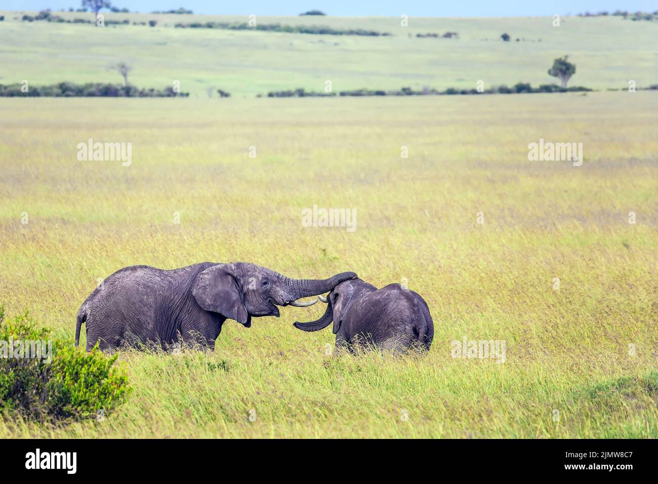 Dos elefantes jóvenes juegan en la estepa Foto de stock