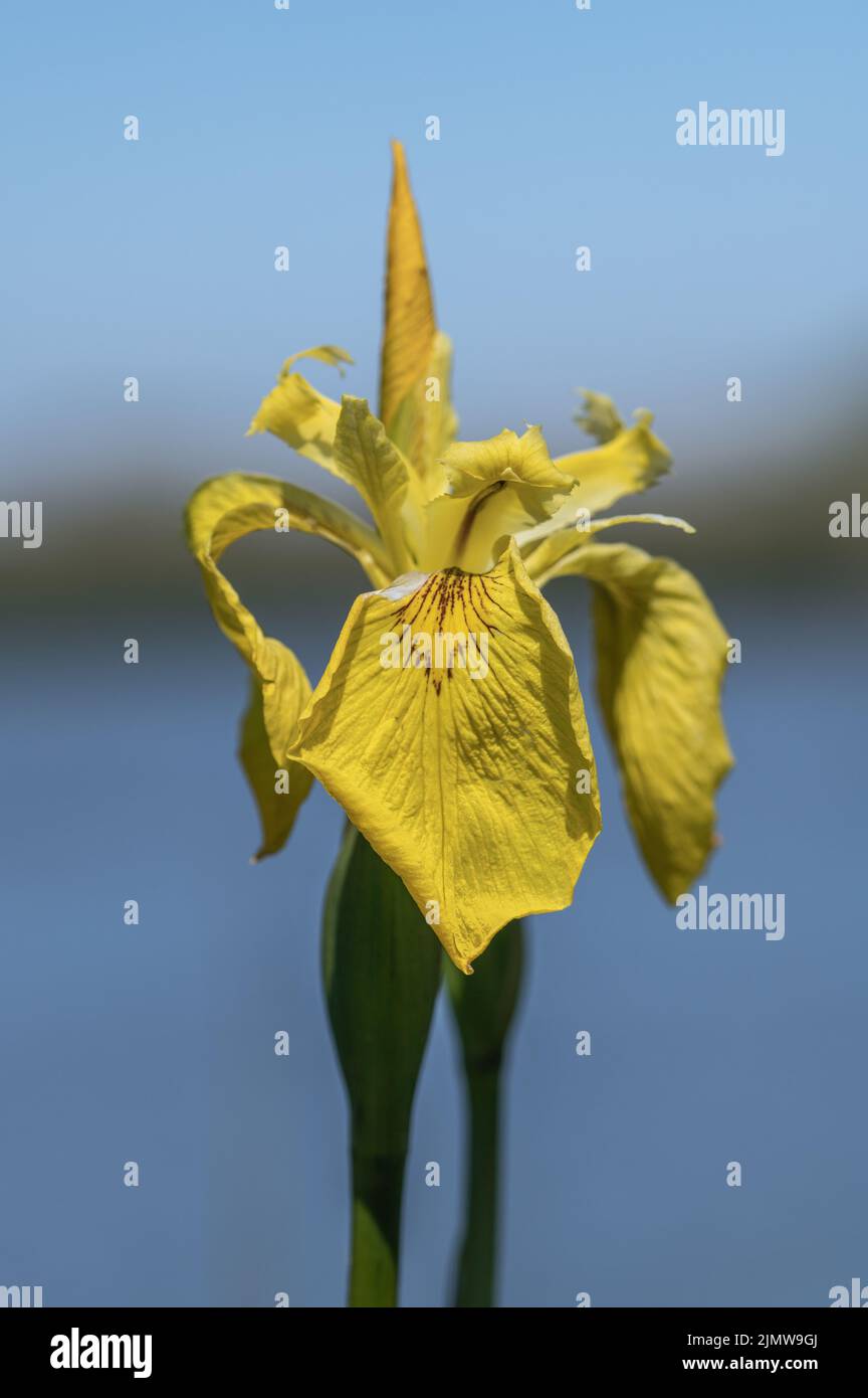 Iris de pantano Foto de stock