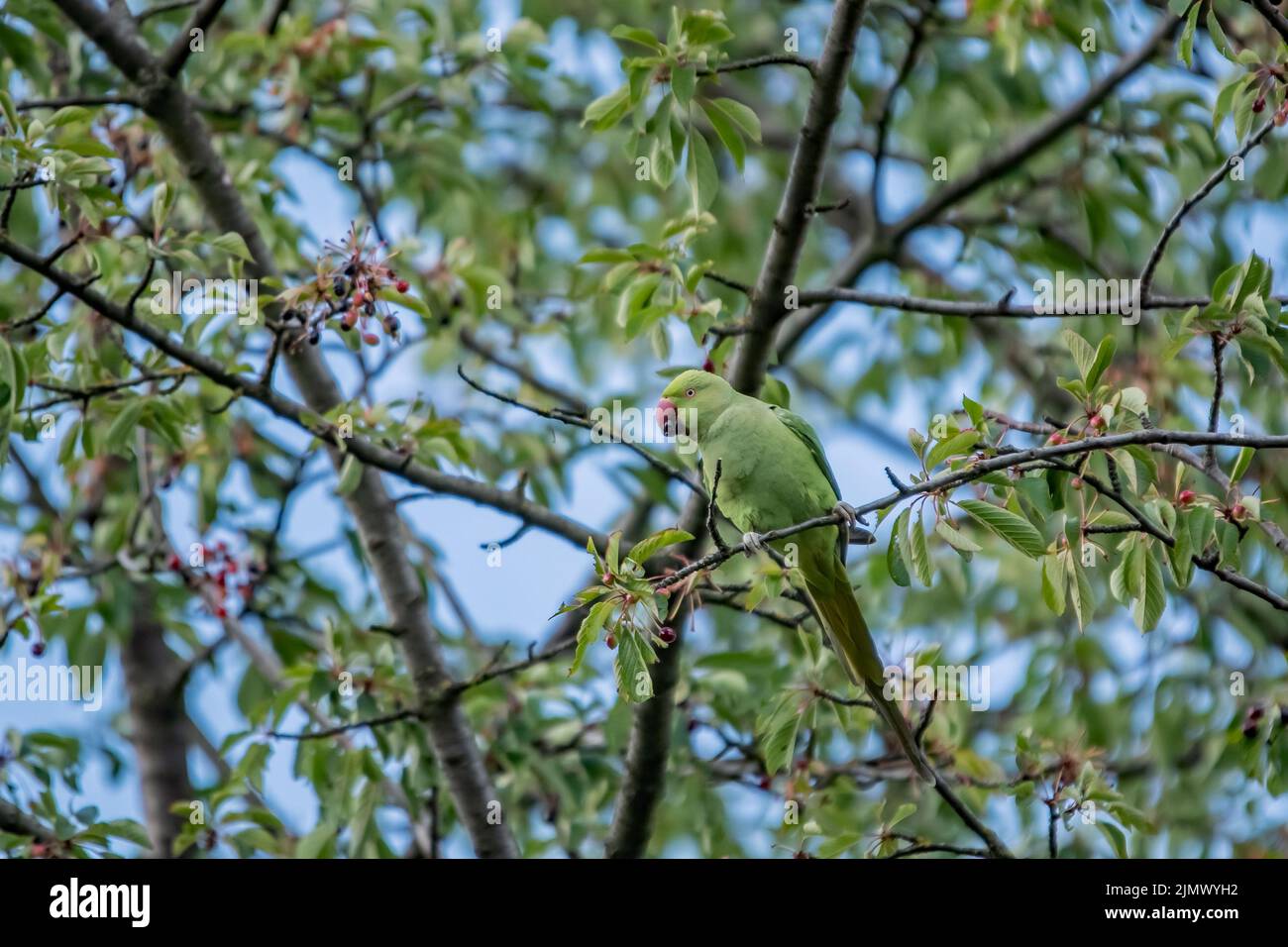 Parakeet de cuello redondo Foto de stock
