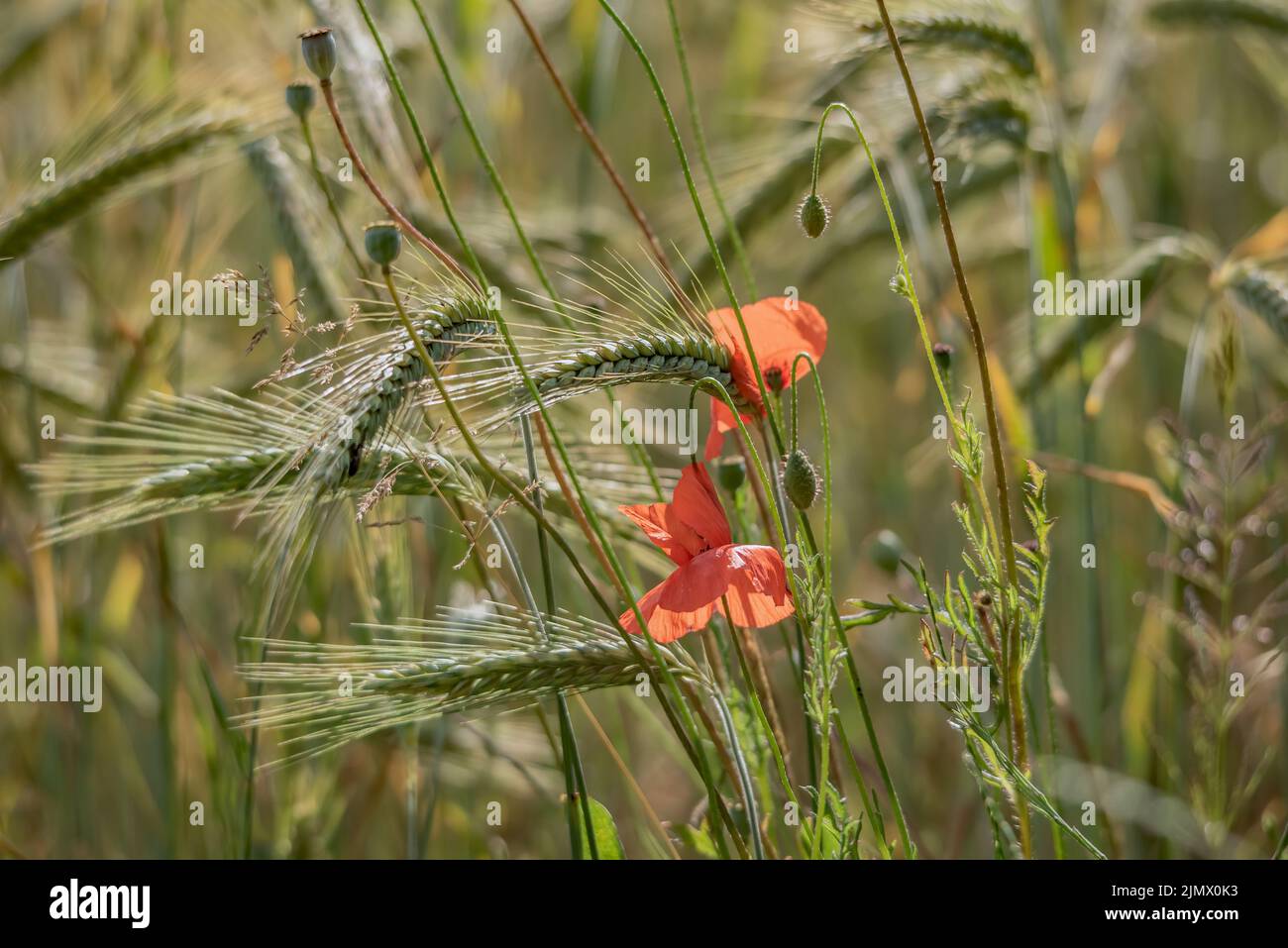Flores de amapola Foto de stock