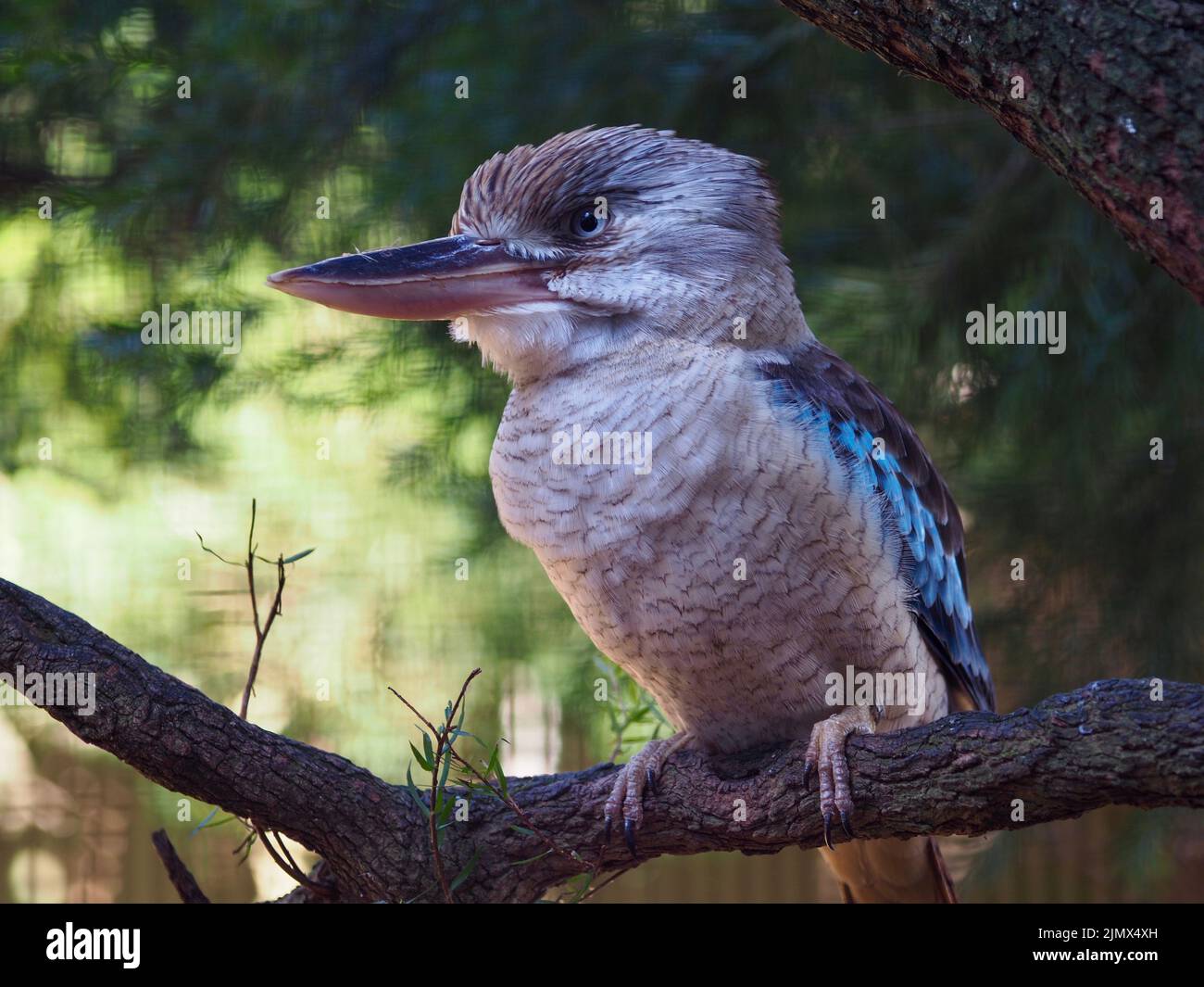 Maravilloso y glorioso Kookaburra de alas azules con ojos agudos y un plumaje distintivo. Foto de stock