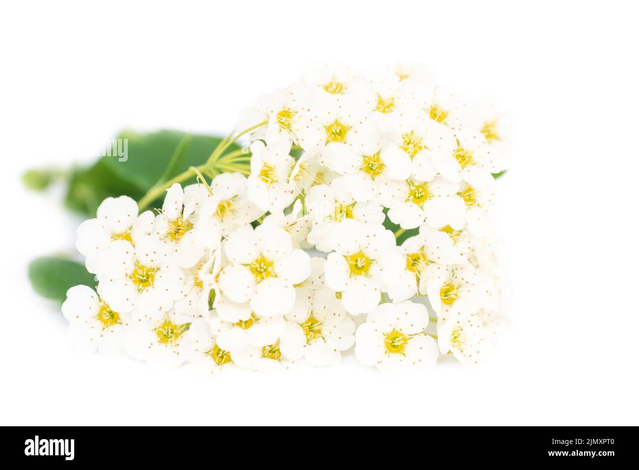 Flores blancas con hojas verdes Foto de stock