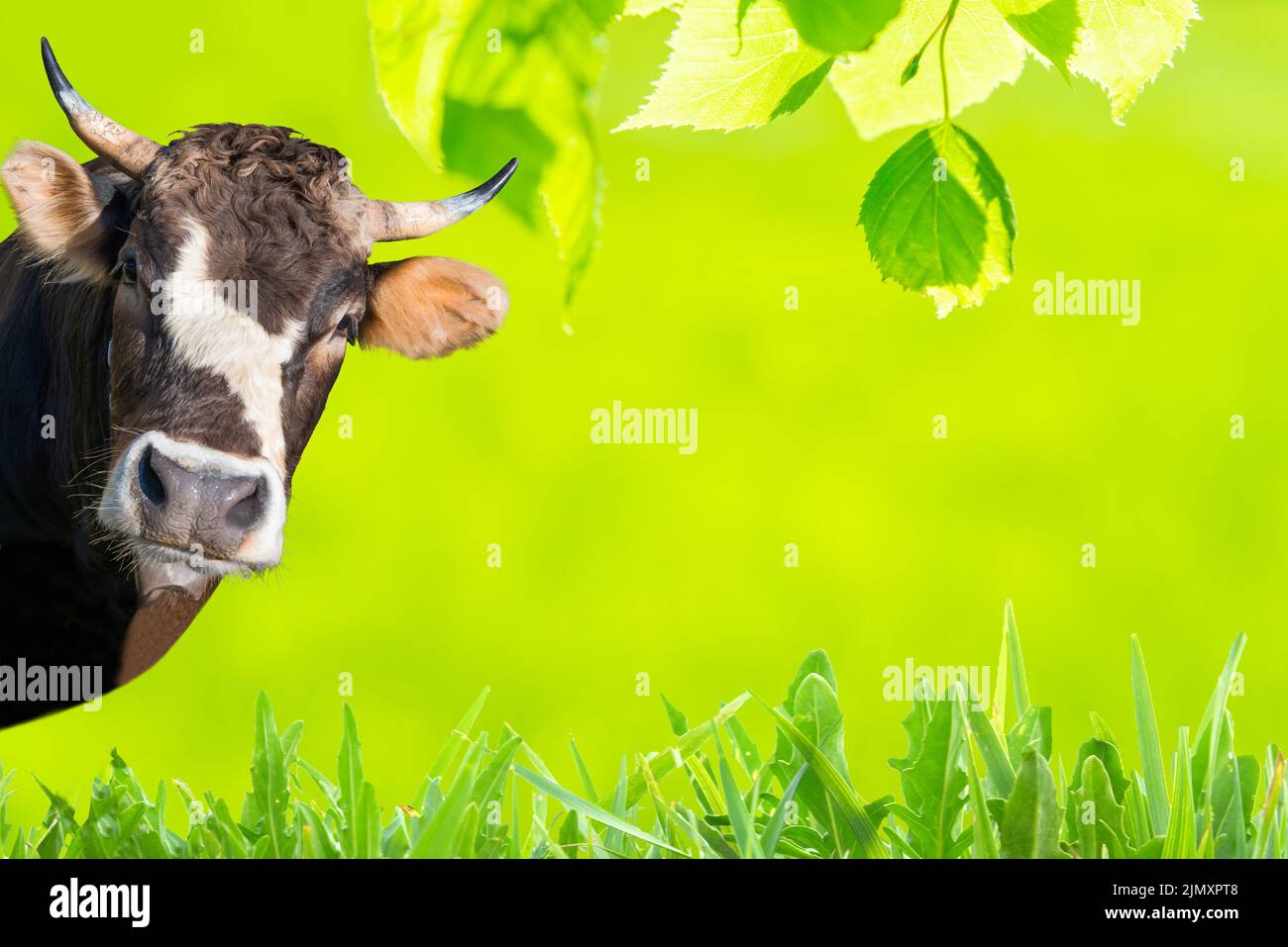 Gracioso collage de vaca con hierba verde Foto de stock