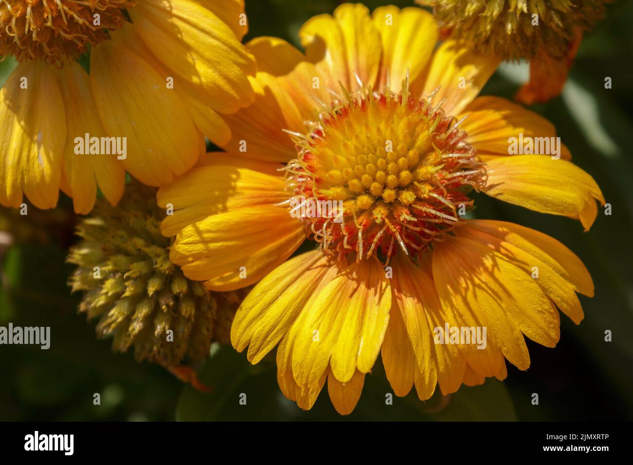 Daisy amarilla flor cultivada Foto de stock
