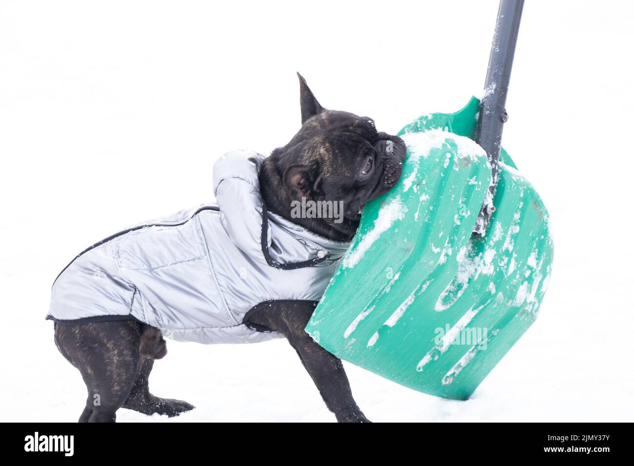 bulldog francés en invierno en una chaqueta en la nieve para caminar, el perro en el parque en invierno ayuda a recoger nieve en la carretera Foto de stock