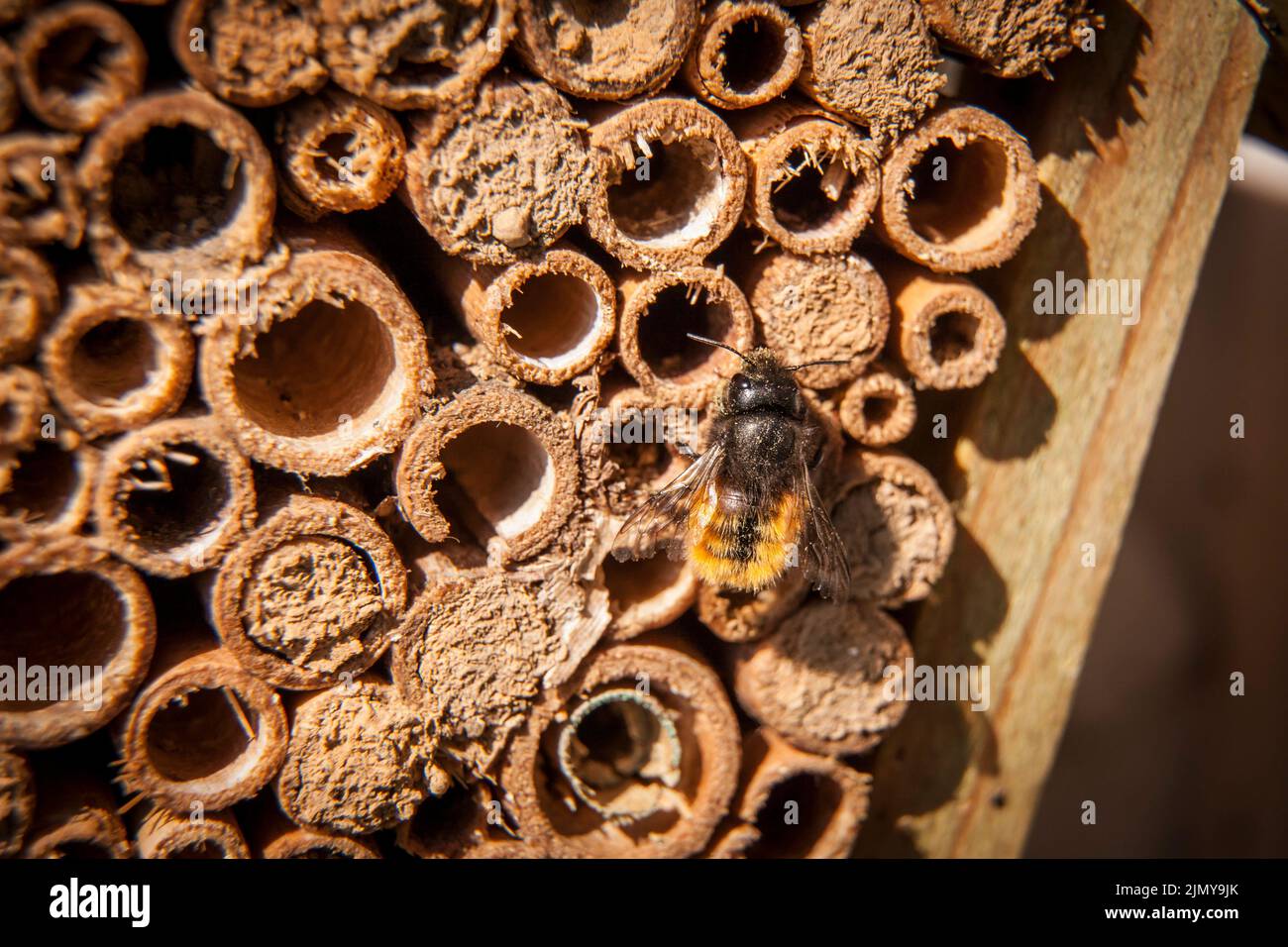 Abeja huerta europea (Osmia cornuta) en un hotel de abeja, Alemania. Gehoernte Mauerbiene (Osmia cornuta) an einem Bienenhotel, Deutschland. Foto de stock