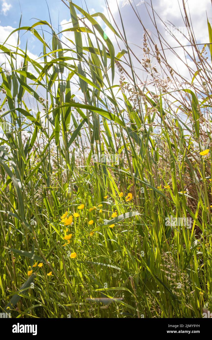 caña, hierbas y flores en la reserva natural Rieselfelder cerca de Muenster, santuario europeo de aves en la zona de una antigua zona de riego para la wastew Foto de stock