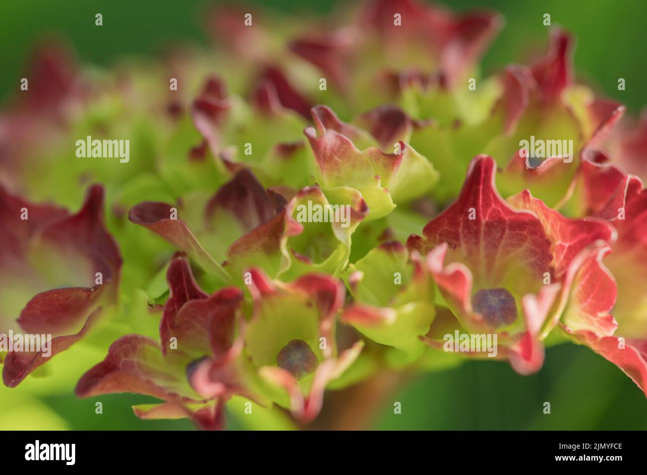 Hydrangea flor Foto de stock