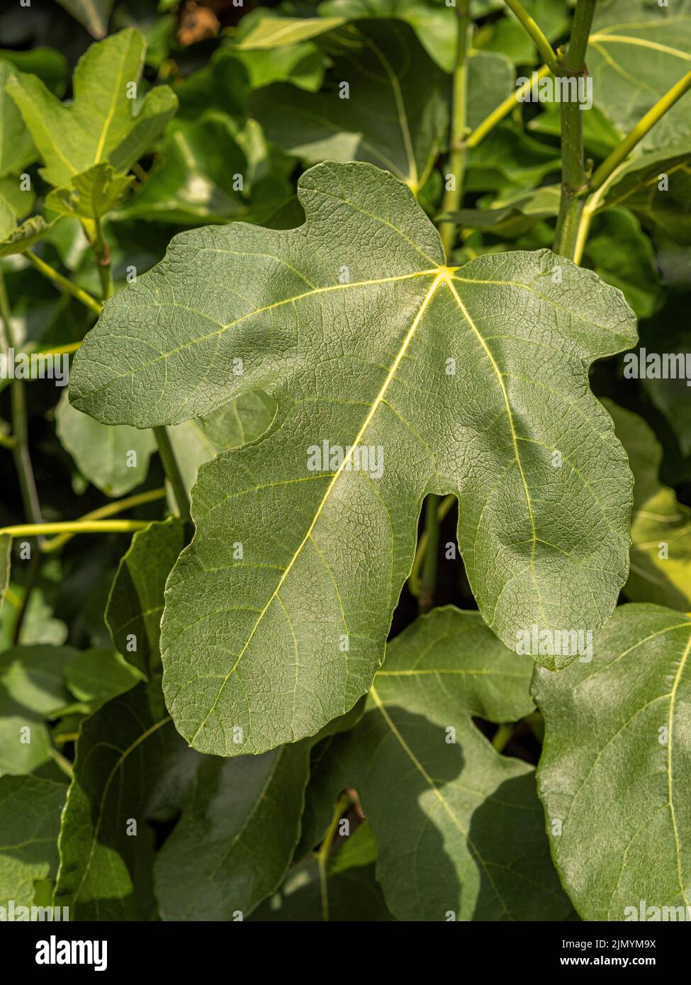 Hoja de higo grande fotografías e imágenes de alta resolución - Alamy