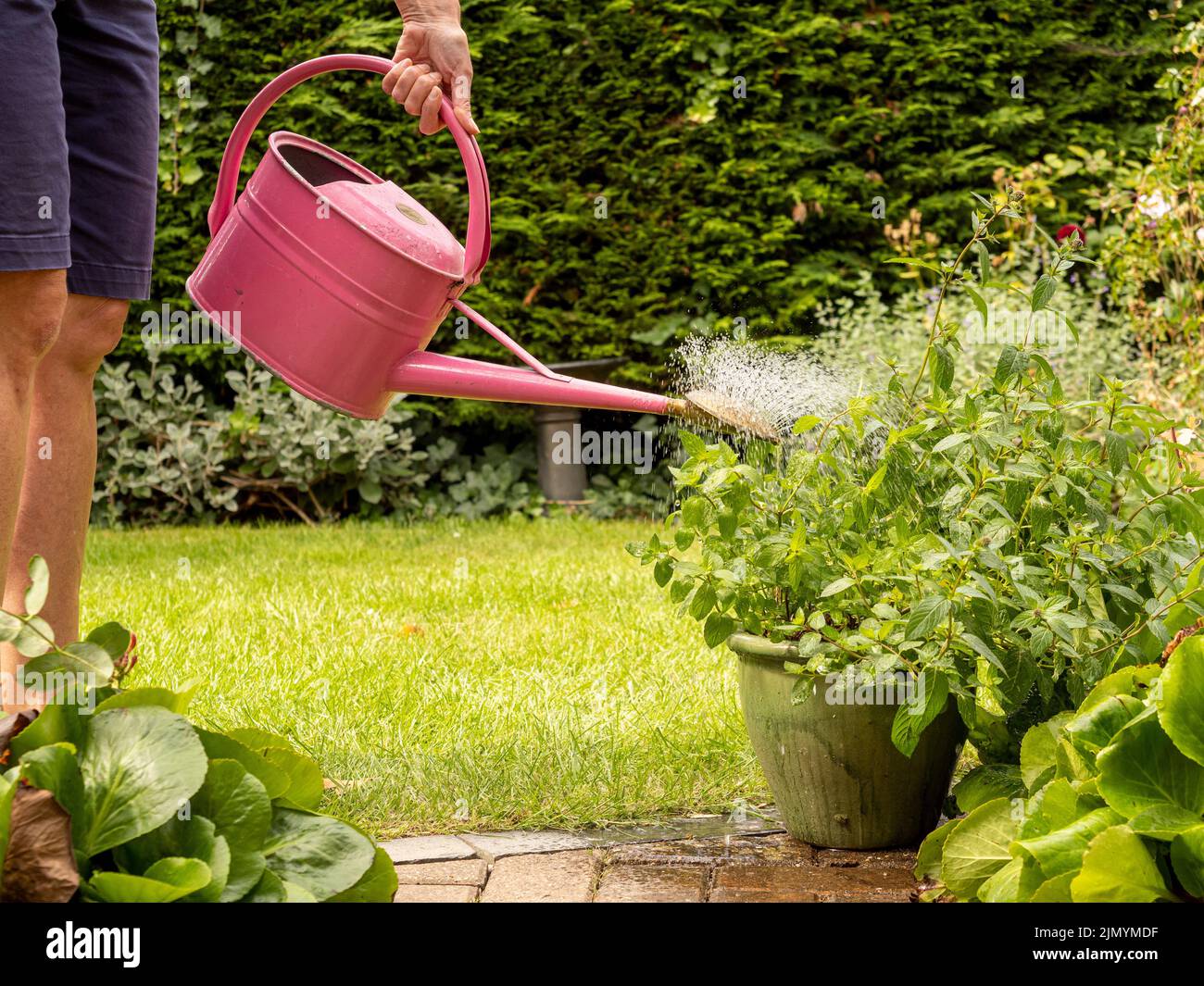 Maceta de riego en patioUnidentificable caucasian adult regar una maceta de planta en un patio con una lata de riego de metal rosa. Foto de stock