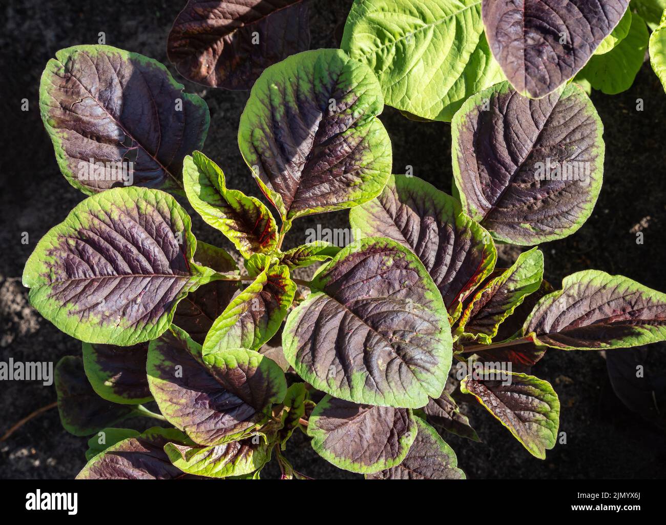 Planta de amaranto, también llamada espinaca china Foto de stock