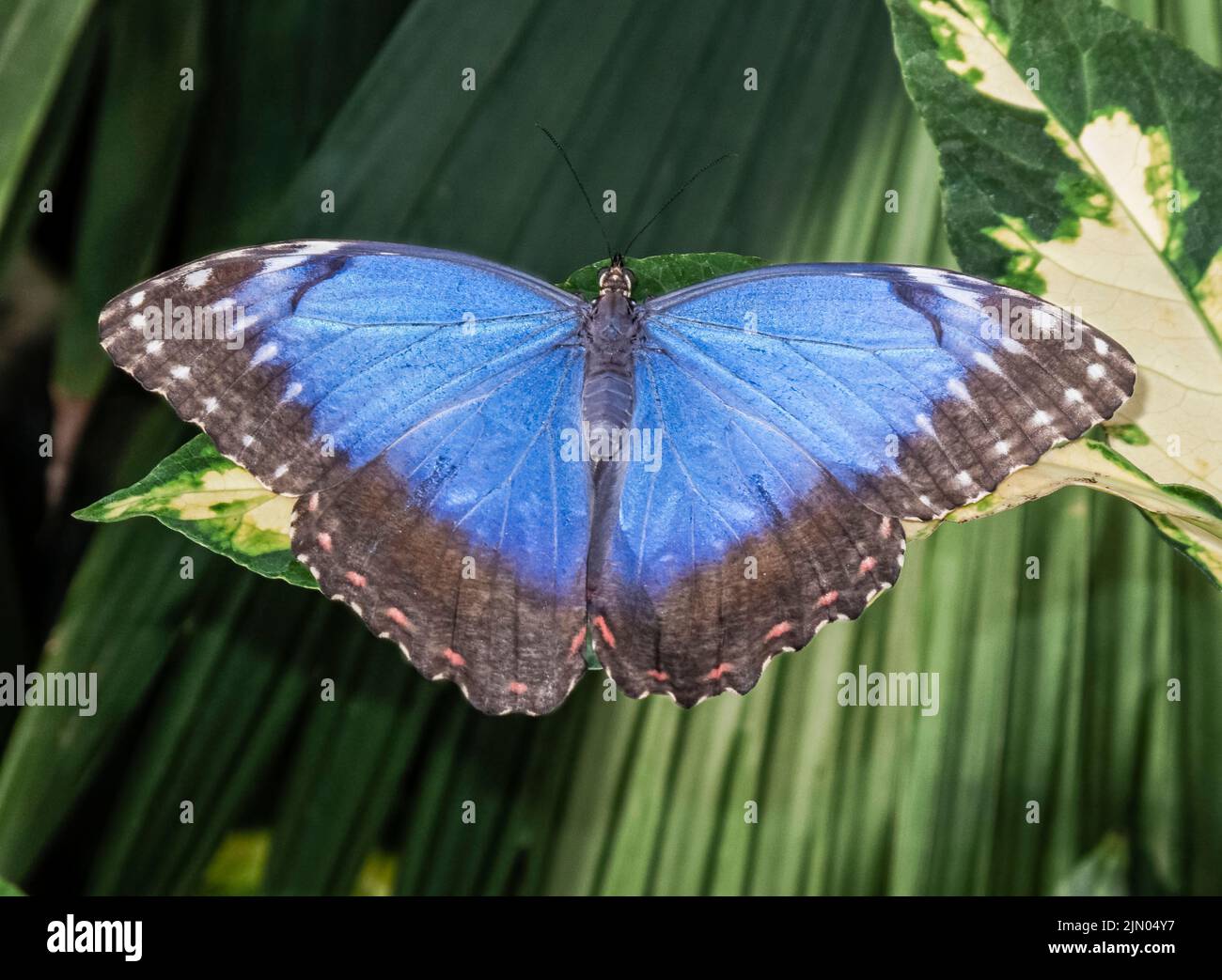 Vista dorsal de un morfo azul (Morpho peleides) en reposo con las alas abiertas en la exhibición de mariposas en el invernadero en RHS Gardens, Wisley, Surrey Foto de stock