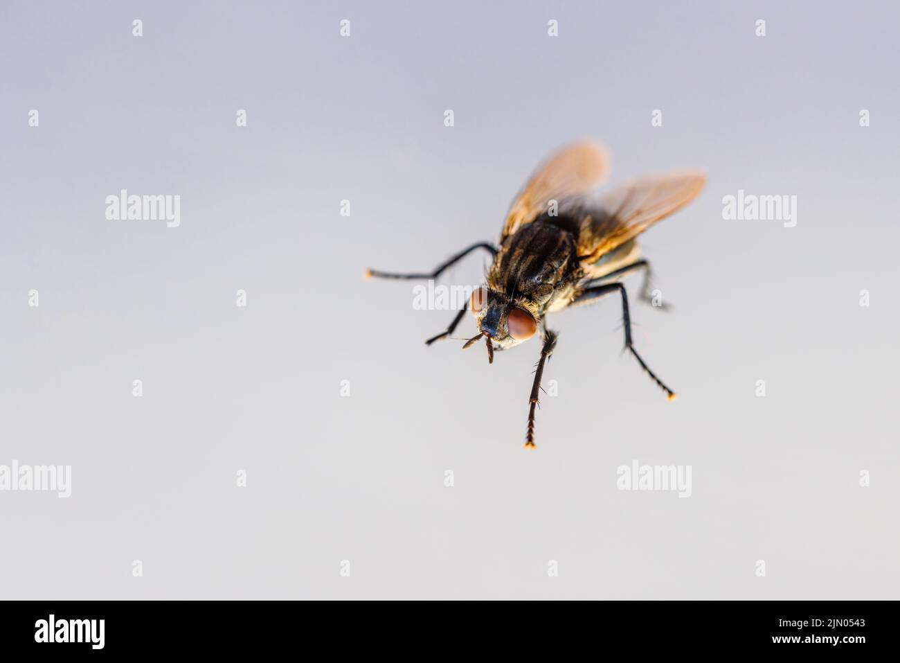 Macro vista anterior de una mosca doméstica (Musca domestica) con un ojo compuesto anaranjado grande y palpas sobre un fondo blanco, Surrey, Reino Unido Foto de stock