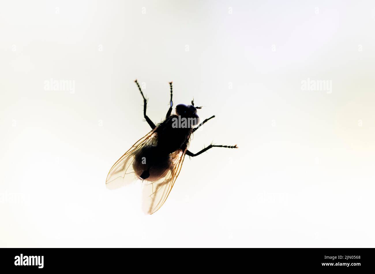Macro vista dorsal de una mosca doméstica (Musca domestica) en reposo retroiluminada y semiperfilada sobre fondo blanco, Surrey, Reino Unido Foto de stock