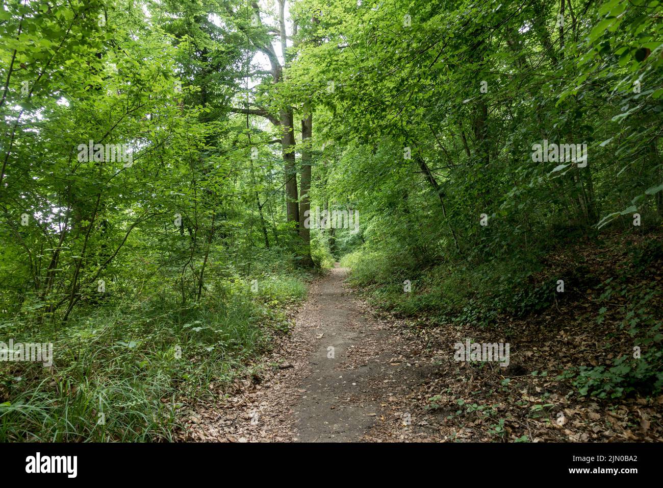 Camino, sendero a través de un exuberante bosque caducifolio en Francia. Foto de stock