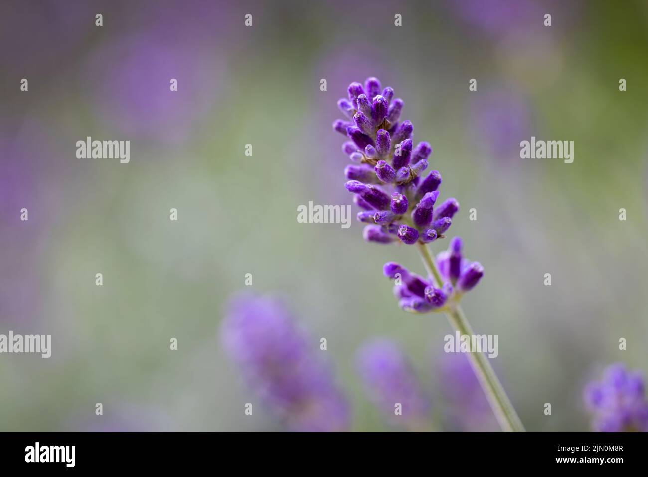 Un primer plano de una flor de lavanda inglesa sobre un fondo de flores de lavanda fuera de foco Foto de stock
