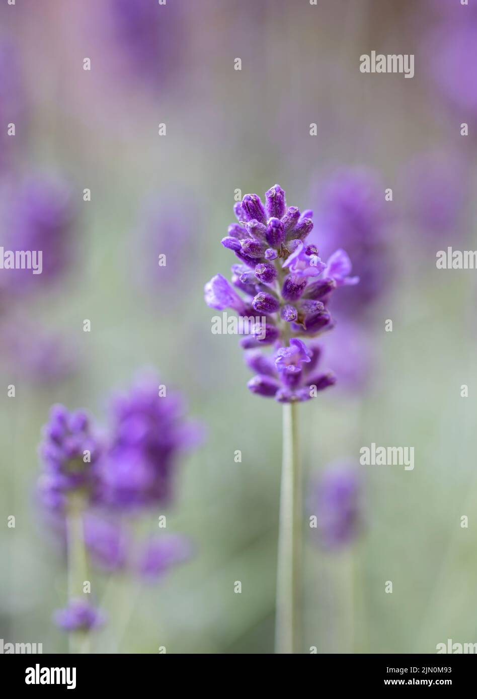 Un primer plano de una flor de lavanda inglesa sobre un fondo de flores de lavanda fuera de foco Foto de stock