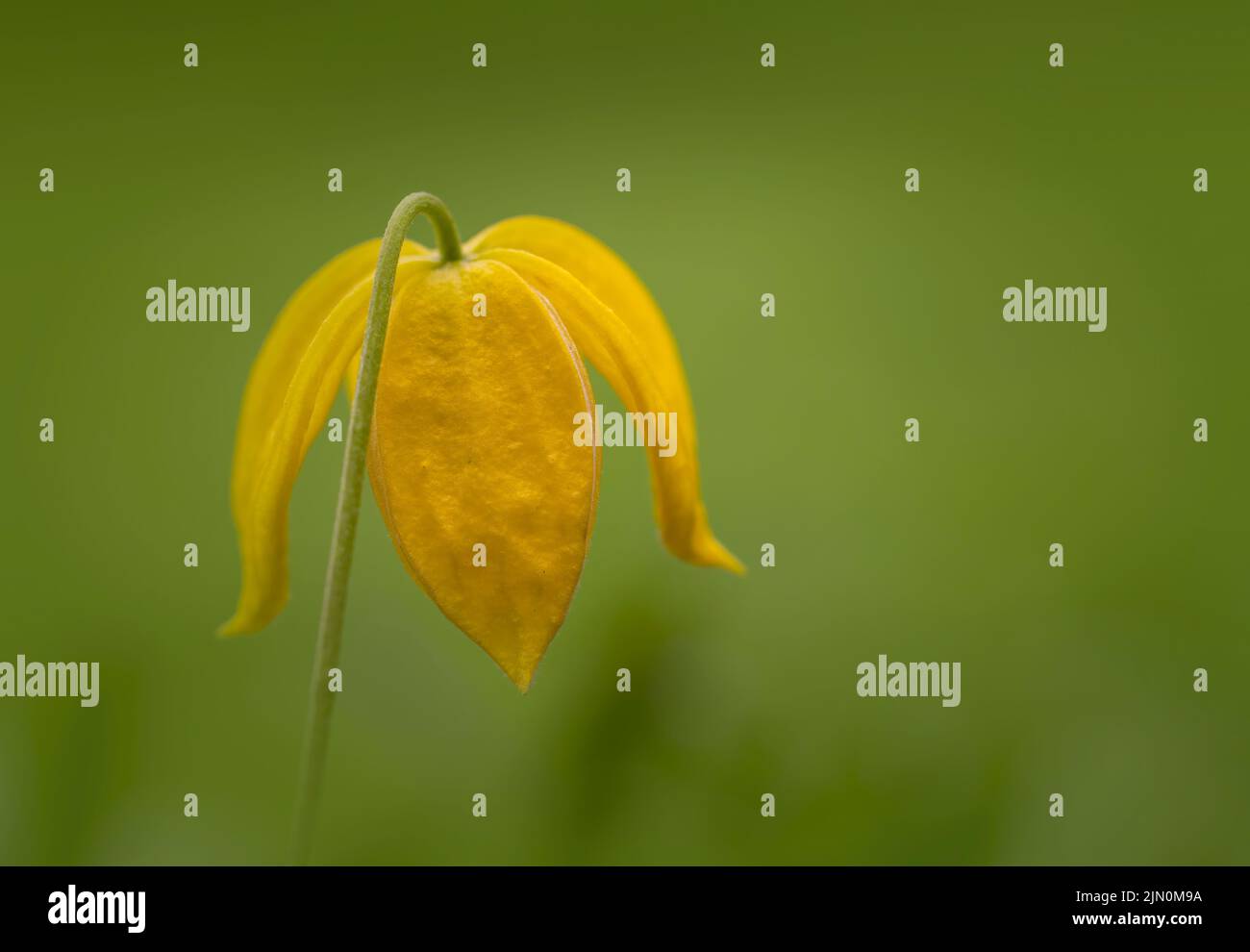 La parte inferior de una flor Clematis Tangutica que muestra sus hermosos pétalos amarillos. Fotografiado contra un fondo verde desenfocado Foto de stock