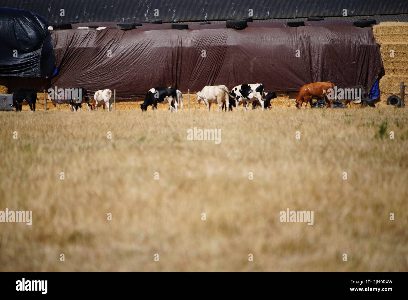Pasto seco en un campo de granjeros en Odiham en Hampshire. Gran Bretaña está preparada para otra ola de calor que durará más que el período de calor récord de julio, con máximos de hasta 35C que se esperan la próxima semana. Fecha de la foto: Lunes 8 de agosto de 2022. Foto de stock