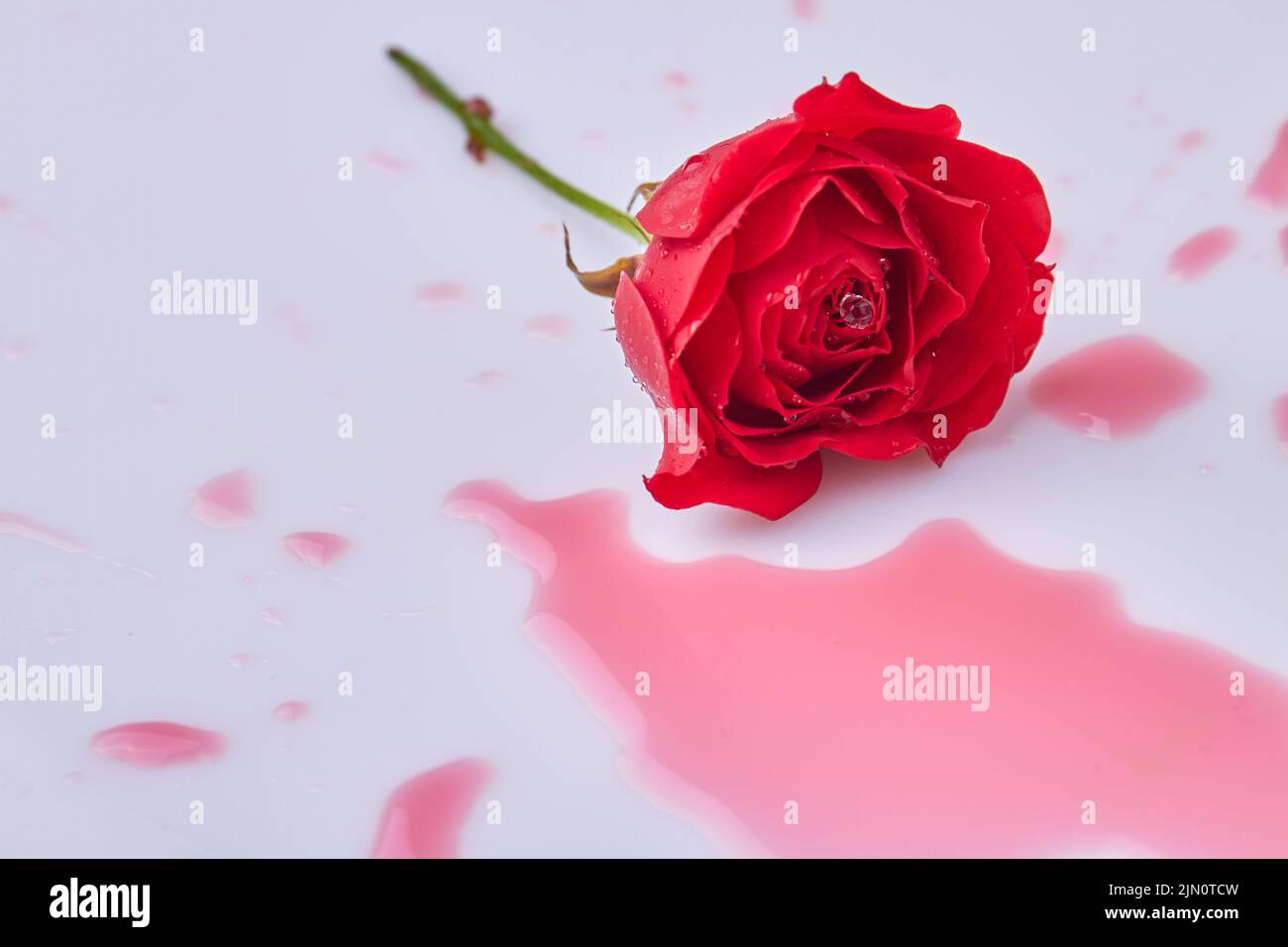 Rojo flor de rosa húmeda y líquido sobre superficie blanca. Charco rojo de flor de rosa. Foto de stock