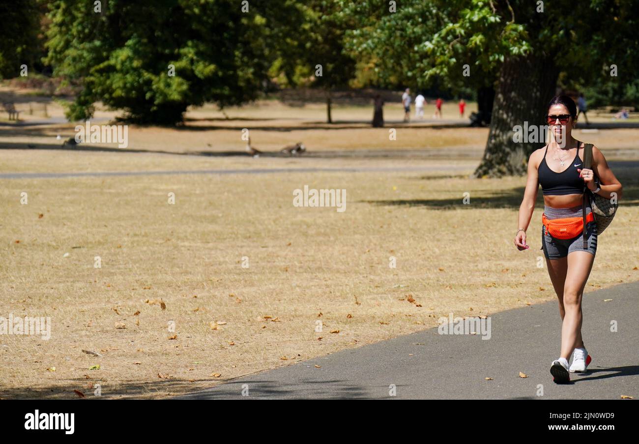 Un visitante al Regents Park de Londres camina por una parte de un parque seco. Gran Bretaña está preparada para otra ola de calor que durará más que el período de calor récord de julio, con máximos de hasta 35C que se esperan la próxima semana. Fecha de la foto: Lunes 8 de agosto de 2022. Foto de stock
