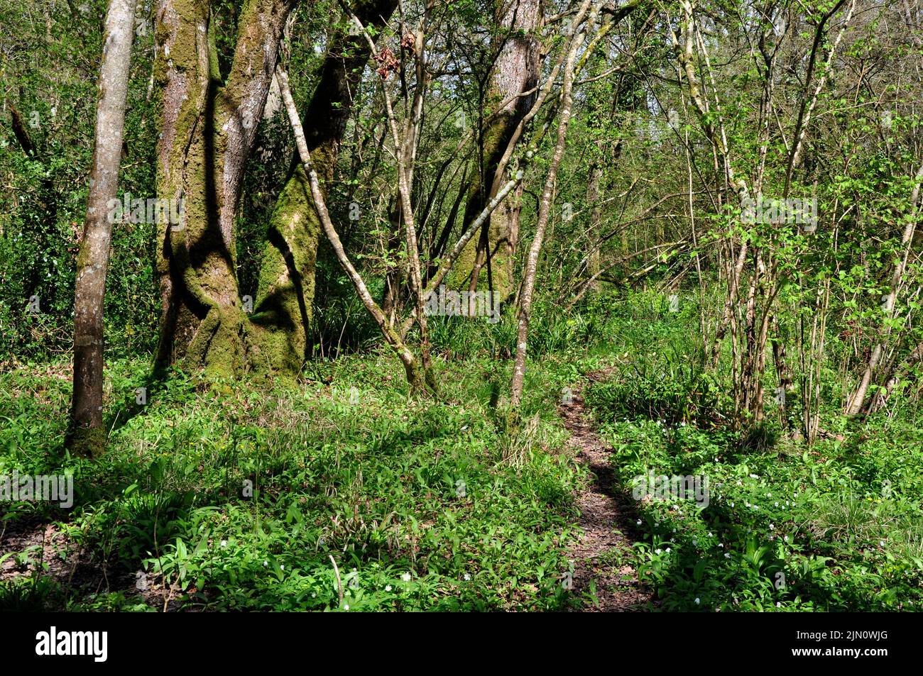 Brackets Coppice DWT reserva natural, Dorset UK Spring Foto de stock